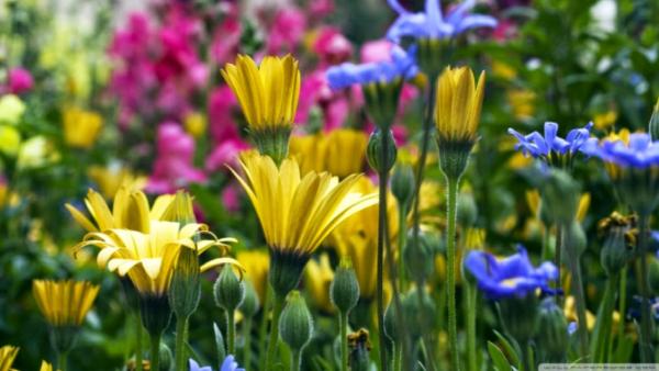 Spicer's Lawn Care & Landscape Design LLC