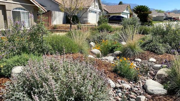 Oak and Sage Native Gardens