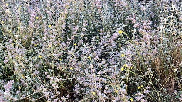 Oak and Sage Native Gardens