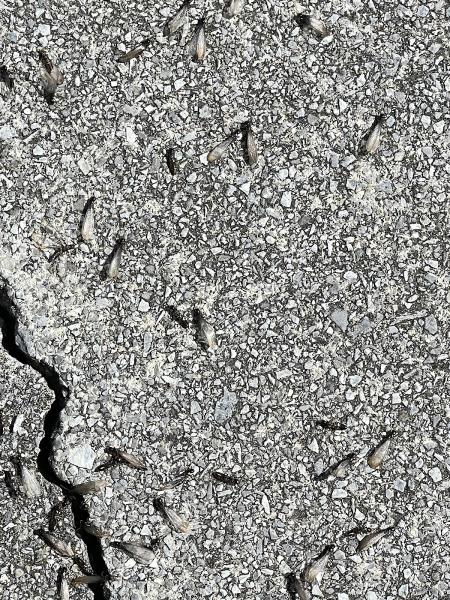 True Blue Termite and Pest Control