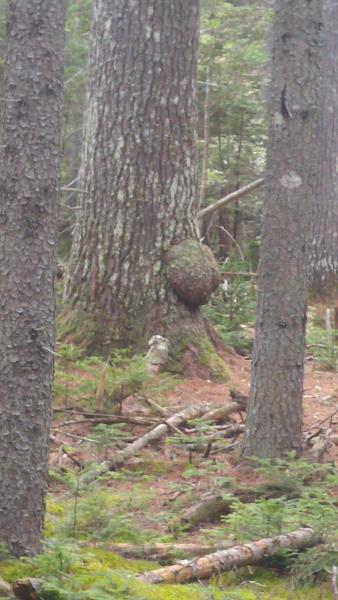 Preservation Management