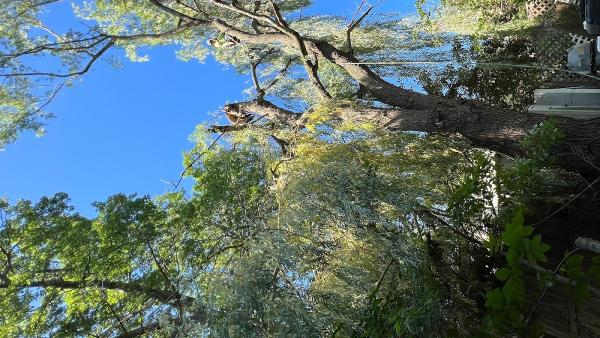 Top Rite Tree LLC