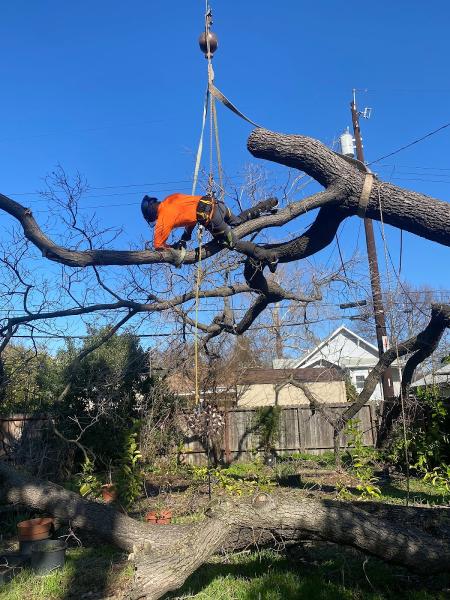 Treemax Tree Service