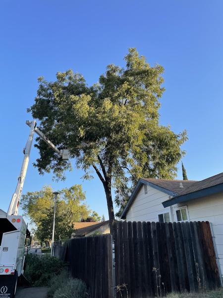 Treemax Tree Service