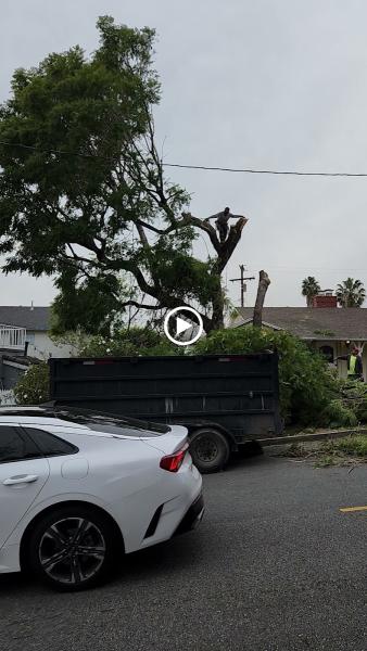 Leonel Santiago Tree Trimming and Landscape