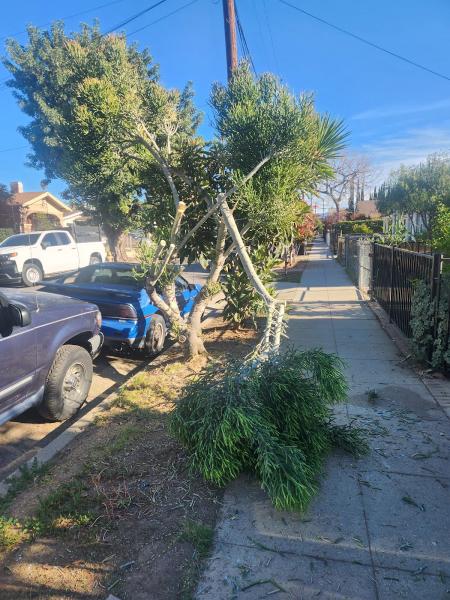 Leonel Santiago Tree Trimming and Landscape