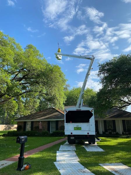 Hollands Tree Care