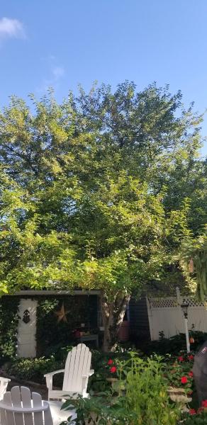 Tree Green Your Tree M.D.