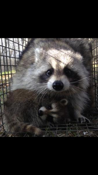 Pocono Wildlife Control LLC