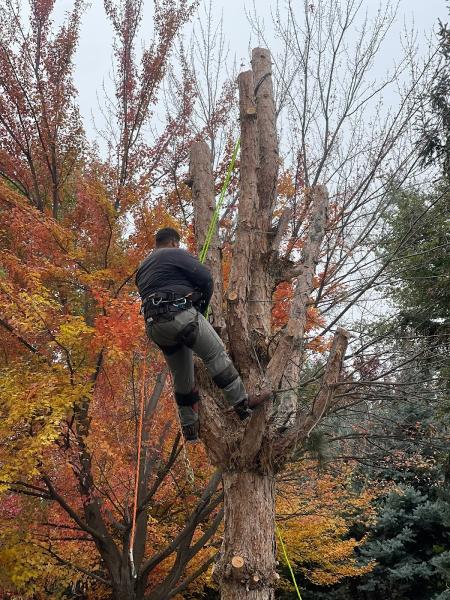 Advanced Tree Experts & Landscaping