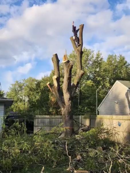 U-Tree LLC