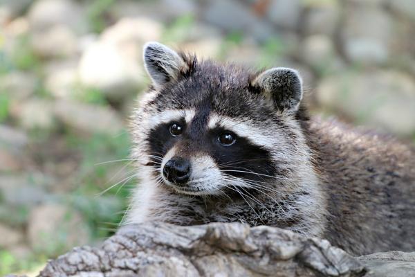 Wild Thingz Wildlife Removal