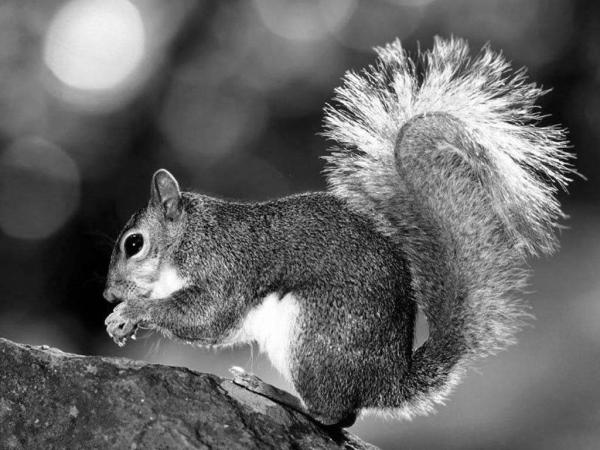 Wild Thingz Wildlife Removal
