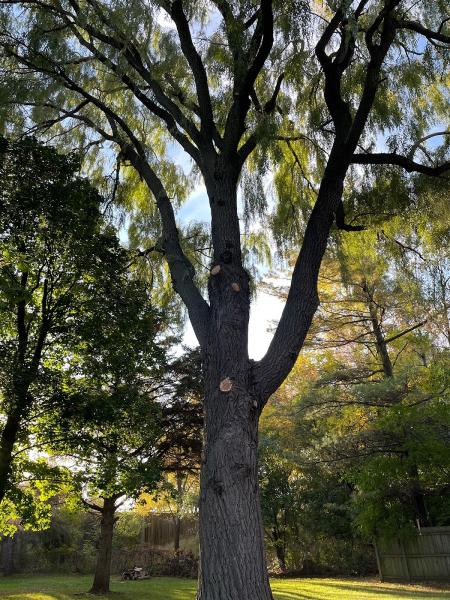 A&B Tree Service LLC