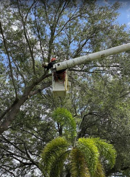 Tree Service Manteca CA