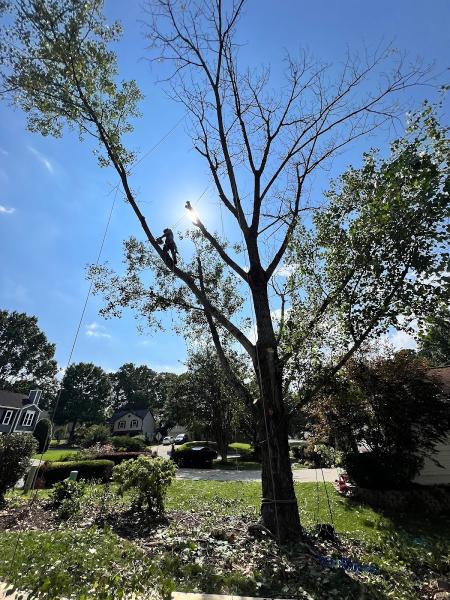 New Eco Landscape LLC & Tree Removal