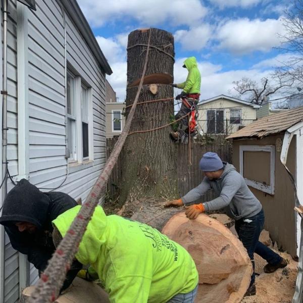 Timber Wood Tree Service
