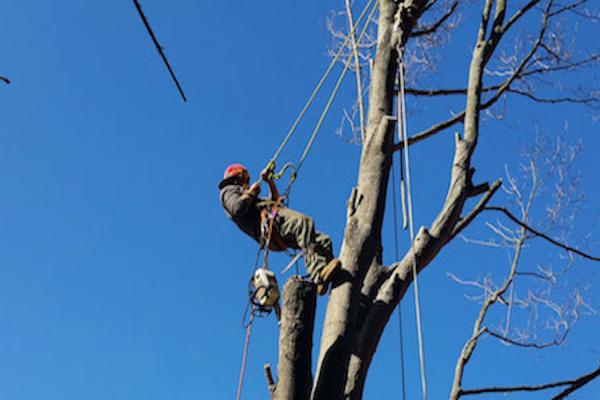 Celtic Tree Service Macon