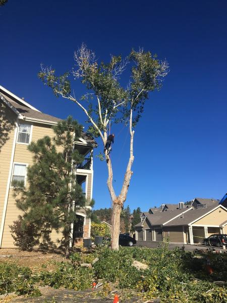 Mountain Men Tree Service Inc