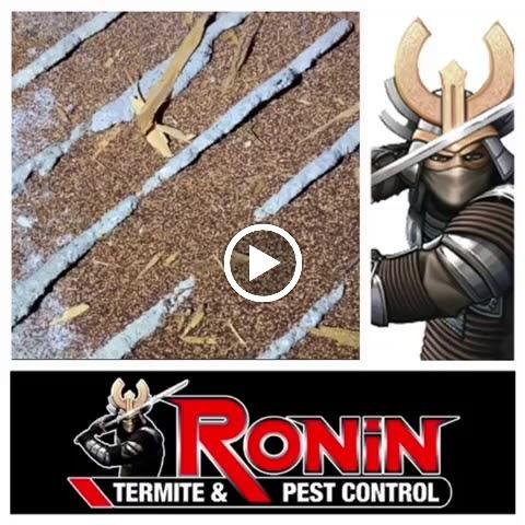 Ronin Pest Control