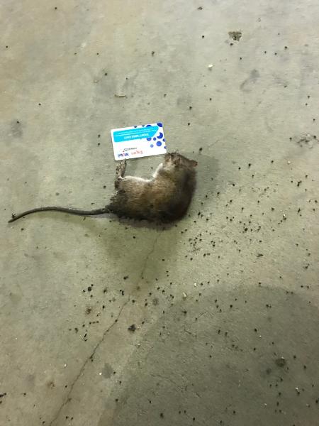 Peterson Pest Control