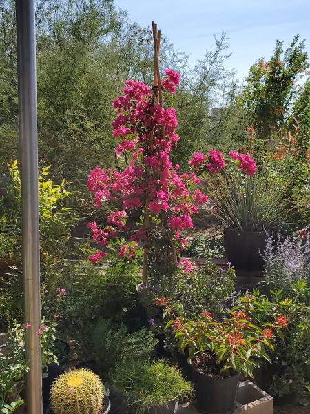 Acacia Nursery