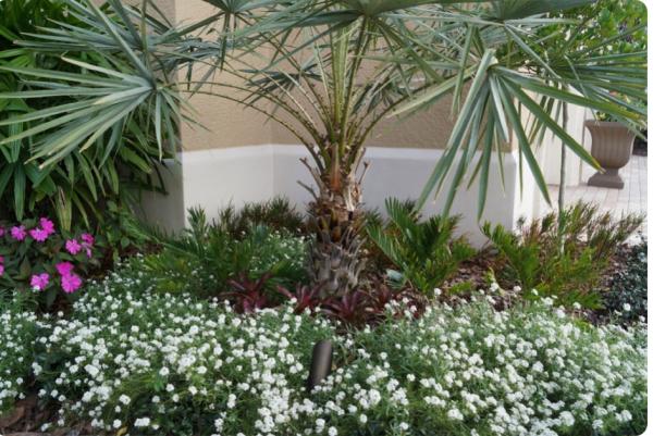 Tropic Greenery