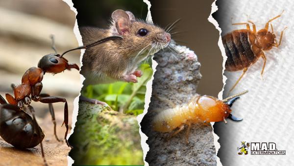 M.a.d. Exterminators Inc.