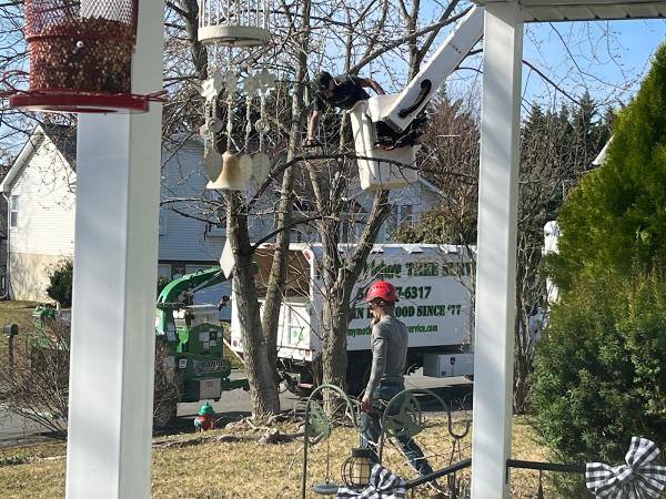 Mother Nature Tree Service