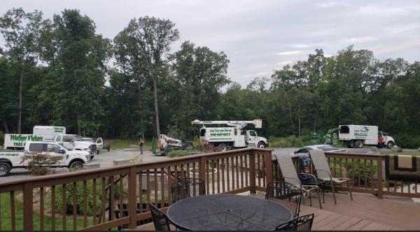 Mother Nature Tree Service