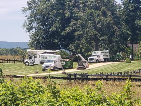Mother Nature Tree Service