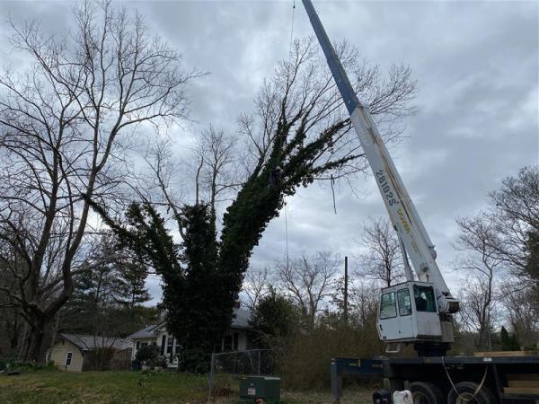 Grizzlybear Arborcare