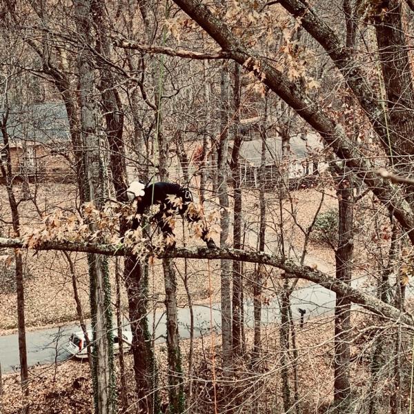 Grizzlybear Arborcare