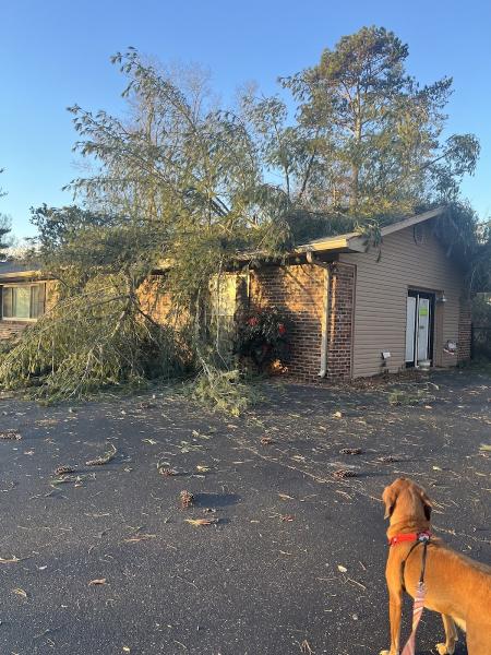 JSB Tree Services & Mowing
