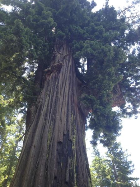 Tried & True Tree Care LLC