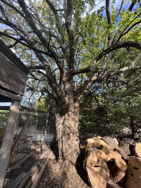 Stumpbros Tree Service