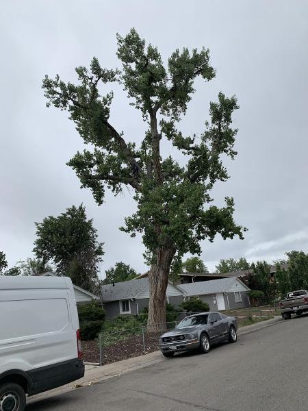 Tree Express
