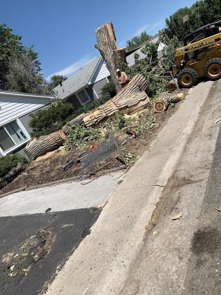 Tree Express