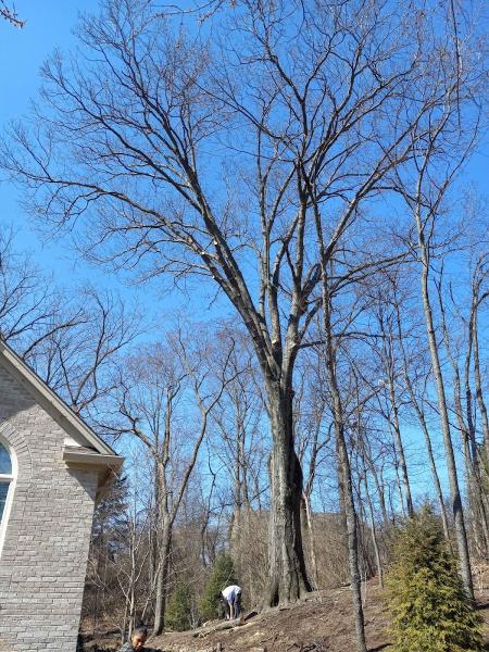 Indyarborist.com Tree Service LLC