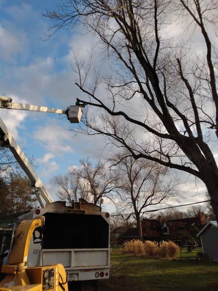 Indyarborist.com Tree Service LLC