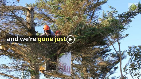 Wecutuglytrees.com
