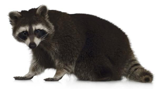 Nuisance Animal Removal