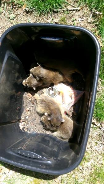 Nuisance Animal Removal