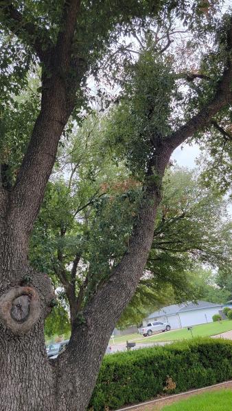 Sion Tree Service