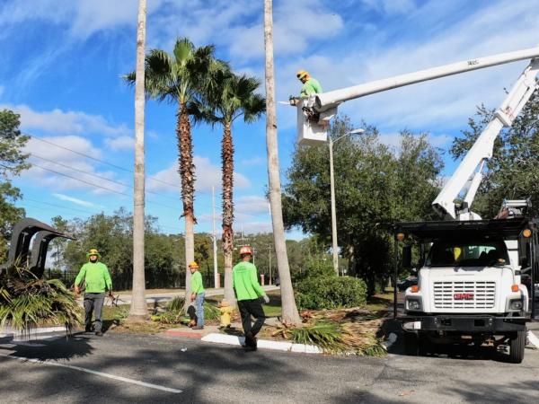 Florida Green Lawn & Tree Service