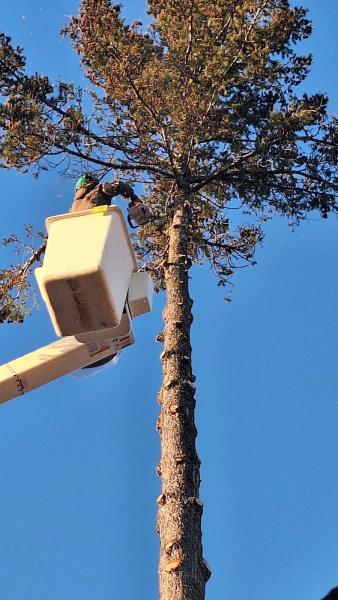 Tree Service