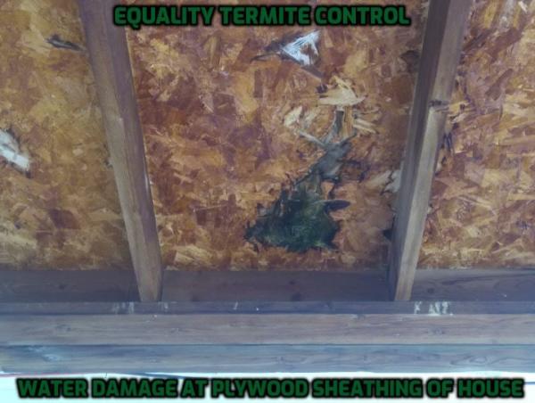 Equality Termite Control