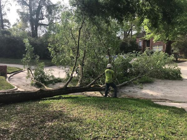 Texas Tree Team- Savatree