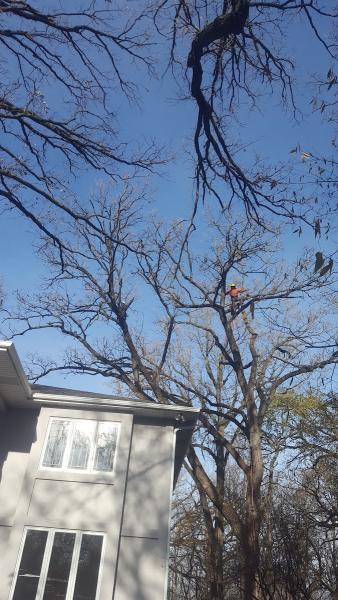 I R Tree Removal