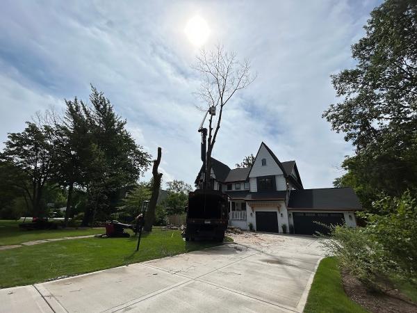 I R Tree Removal
